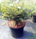 Picea omorica 'Karel' - Ялина сербська 'Karel' 000007386#307541    фото 2