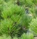 Pinus leucodermis 'Malinki' - Сосна білокора Pinus leucodermis 'Malinki' 000007386#308053    фото 1