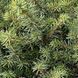 Picea omorica 'Karel' - Ялина сербська 'Karel' 000007386#307541    фото 1