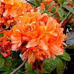 Rhododendron (AZ) - Рододендрон (Азалія) 000007386#309117    фото