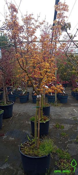 Acer palmatum 'Orange Dream' - Клен японський 'Orange Dream' 000007386#302218    фото