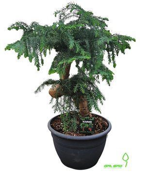 Араукарія Bidwillii Bonsai 000007386#346995    фото