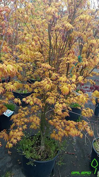 Acer palmatum 'Orange Dream' - Клен японський 'Orange Dream' 000007386#302218    фото