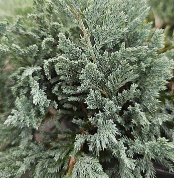 Juniperus horizontalis 'Blue Chip' - Ялівець горизонтальний 'Blue Chip' 000007386#305543    фото