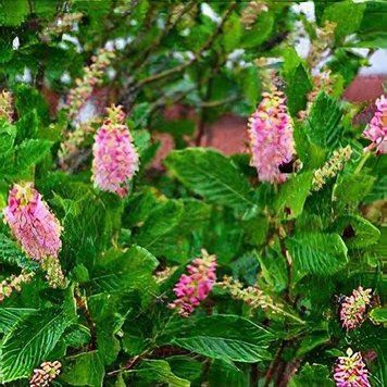 Clethra alnifolia "Ruby Spice" - клетра вільхолиста "Ruby Spice" 000007386#303939    фото