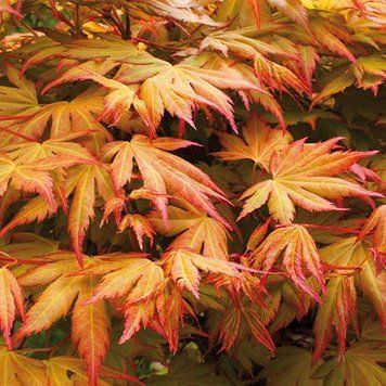 Acer palmatum 'Orange Dream' - Клен японський 'Orange Dream' 000007386#302218    фото
