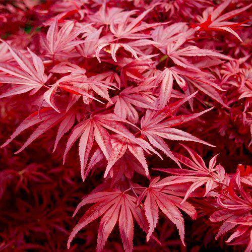Acer palmatum 'Skeeter's Broom' - Клен японський 'Skeeter's Broom' 000006993#301491 фото