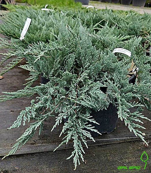 Juniperus horizontalis 'Blue Chip' - Ялівець горизонтальний 'Blue Chip' 000007386#305543    фото