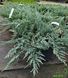 Juniperus horizontalis 'Blue Chip' - Ялівець горизонтальний 'Blue Chip' 000007386#305543    фото 2