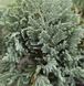 Juniperus horizontalis 'Blue Chip' - Ялівець горизонтальний 'Blue Chip' 000007386#305543    фото 1