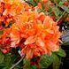Rhododendron (AZ) - Рододендрон (Азалія) 000007386#309117    фото 1