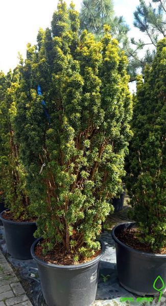 Taxus baccata 'David' - Тис ягідний 'David' 000003670#000010061 фото