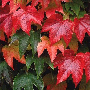 Parthenocissus tricuspidata 'Veitchii' - Дівочий виноград трикінчастий 'Veitchii' 000007386#307064    фото
