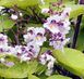 Catalpa bignoides 'Aurea' - Катальпа бігнонієвидна 'Aurea' 000007386#303575    фото 1