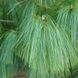 Pinus wallchiana - Сосна гімалайська 000000181#000009638 фото 1