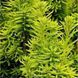 Taxus baccata 'David' - Тис ягідний 'David' 000003670#000010061 фото 1