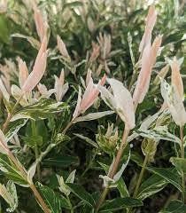 Salix integra 'Hakuro-Nishiki' - Верба цільнолиста 'Hakuro-Nishiki' 000000464#000009704 фото