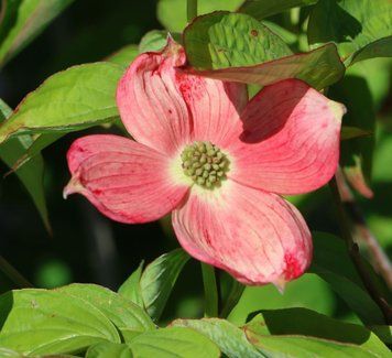 Cornus kousa 'Soleil Rouge" - Дерен Коуза 'Soleil Rouge" 000007386#312642    фото