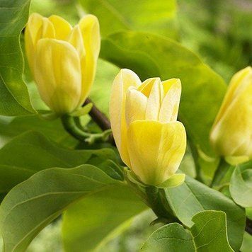 Magnolia 'Yellow Bird' - Магнолія 'Yellow Bird' 000007386#306447    фото