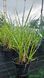 Miscanthus sinensis 'Zebrinus' (Міскантус) 000007386#306726    фото 1