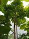 Catalpa erubescens 'Purpurea' - Катальпа червоніюча 'Purpurea' 000007386#303604    фото 3
