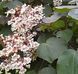 Catalpa erubescens 'Purpurea' - Катальпа червоніюча 'Purpurea' 000007386#303604    фото 1