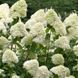 Hydrangea paniculata 'Grandiflora' - Гортензія волотиста 'Grandiflora' 000007386#305195    фото 1