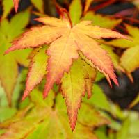 Клен японський 'Саммер Голд' - Acer palmatum 'Summer Gold'