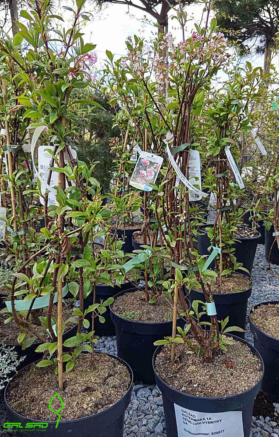 Калина Давида - Viburnum Davidii