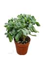 Крассула - Crassula