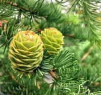 Модрина кемпфера - Larix kaempferi 