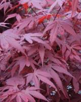 Клен японський "Ауреум" - Acer palmatum 'Aureum