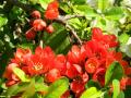 Chaenomeles - Хеномелес