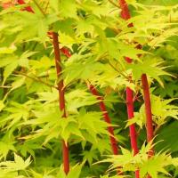 Клен японський 'Ред Вуд' - Acer palmatum 'Red Wood' 