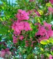 Robinia - Робінія