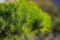 Сосна чорна "Марі Брегон" - Pinus nigra "Maria Bregon" 