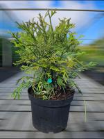 Туєвик долотовидний "Варієгата" - Thujopsis dolobrata "Variegata"