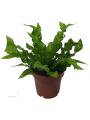 Аспленіум - Asplenium
