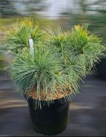 Сосна веймутова "Радіата" -  Pinus strobus "Radiata"