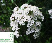 Калина 'Прагенсе' - Viburnum 'Pragense'