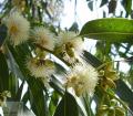 Eucalyptus- Евкаліпт