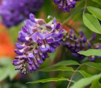 Гліцинія 'Аметист Фаллс' - Wisteria 'Amethyst Falls'