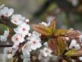 Prunus - Слива, Вишня