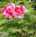 Paeonia - Півонія
