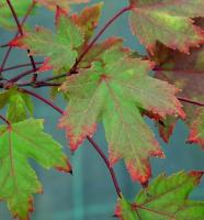 Клен Фрімана "Отм Блейз" - Acer freemanii 'Autmn Blaze'