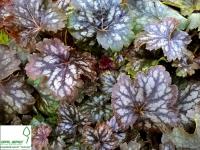 Гейхера 'Марвелос Марбл' - Heuchera 'Marvelous Marble'