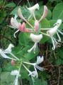 Lonicera - Жимолость