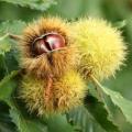 Castanea sativa - Каштан їстівний