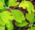 Sassafras - Сасафрас