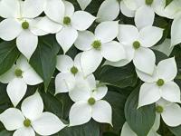 Дерен коуса 'Мілкі Вей' - Cornus kousa 'Milky Way'